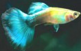 /album/hs-peixes-ornamentais/lebiste-azul-jpg/